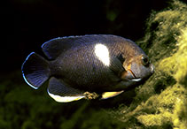 Image of Centropyge tibicen (Keyhole angelfish)