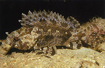 Image of Centrogenys vaigiensis (False scorpionfish)