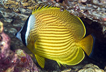 Image of Chaetodon auripes (Oriental butterflyfish)
