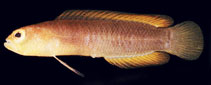 Image of Chlidichthys inornatus 
