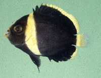 Image of Chaetodontoplus melanosoma (Black-velvet angelfish)
