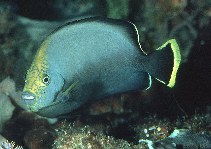 Image of Chaetodontoplus melanosoma (Black-velvet angelfish)