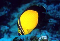 Image of Chaetodon melapterus (Arabian butterflyfish)