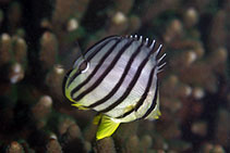 Image of Chaetodon octofasciatus (Eightband butterflyfish)