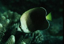 Image of Chaetodon trichrous (Tahiti butterflyfish)