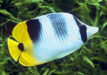 Image of Chaetodon ulietensis (Pacific double-saddle butterflyfish)