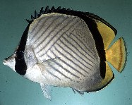 Image of Chaetodon pictus (Horseshoe butterflyfish)