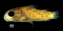 Image of Corydoras benattii (Speckled xingu cory)