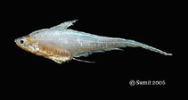 Image of Coilia dussumieri (Goldspotted grenadier anchovy)