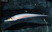 Image of Compsaraia samueli (Pelican Knifefish)