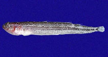 Image of Dactyloscopus fimbriatus 