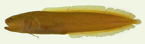Image of Dactylosurculus gomoni 