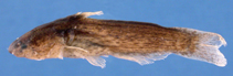 Image of Denticetopsis iwokrama 