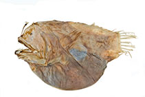 Image of Dermatias platynogaster 