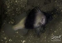 Image of Diploprion bifasciatum (Barred soapfish)