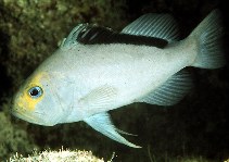 Image of Diploprion drachi (Yellowfin soapfish)