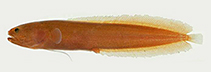 Image of Didymothallus mizolepis (Smalleye cusk)
