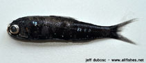 Image of Diaphus perspicillatus (Transparent lantern fish)