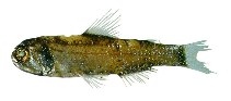 Image of Diaphus taaningi (Slopewater lanternfish)