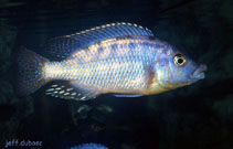 Image of Eclectochromis ornatus 