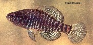 Image of Elassoma boehlkei (Carolina pygmy sunfish)
