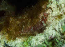 Image of Enneapterygius obscurus 