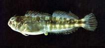 Image of Entomacrodus lighti 