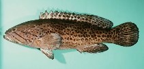 Image of Epinephelus andersoni (Catface grouper)