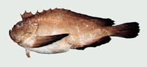Image of Erisphex simplex 