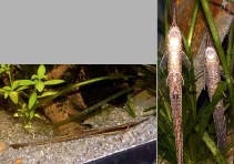 Image of Farlowella acus (Whiptail catfish)