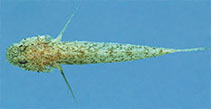 Image of Feia nympha (Nymph goby)