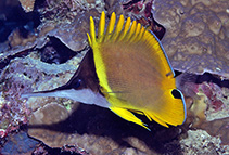 Image of Forcipiger wanai (Cenderawasih longnose butterflyfish)