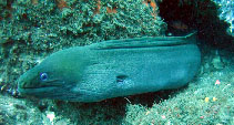 Image of Gymnothorax castaneus (Panamic green moray)