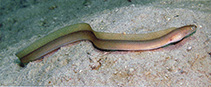 Image of Gymnothorax microstictus (Smallspot moray)