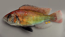 Image of Haplochromis cinctus 