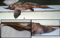 Image of Harriotta raleighana (Pacific longnose chimaera)