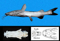 Image of Sciades dowii (Flapnose sea catfish)