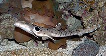 Image of Hemiscyllium ocellatum (Epaulette shark)