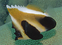 Image of Heniochus pleurotaenia (Phantom bannerfish)