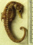 Image of Hippocampus capensis (Knysna seahorse)