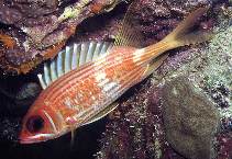 Image of Holocentrus rufus (Longspine squirrelfish)