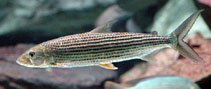 Image of Hydrocynus brevis (Tiger-fish)
