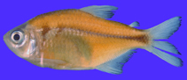 Image of Hyphessobrycon duragenys 