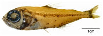 Image of Hygophum hygomii (Bermuda lantern fish)
