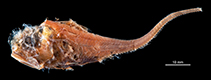 Image of Hymenocephalus sazonovi 