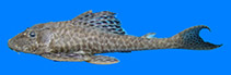 Image of Isorineloricaria spinosissima (Zucchini catfish)