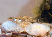 Image of Knipowitschia caucasica (Caucasian dwarf goby)
