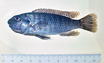 Image of Labeotropheus fuelleborni (Blue mbuna)
