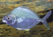 Image of Leiognathus equula (Common ponyfish)