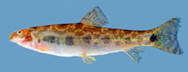 Image of Lepidocephalichthys micropogon 